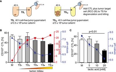 Tumor Lactic Acidosis: Protecting Tumor by Inhibiting Cytotoxic Activity Through Motility Arrest and Bioenergetic Silencing